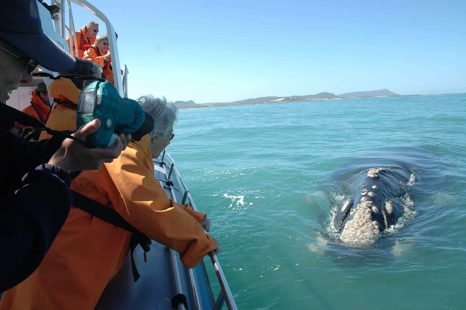 Observation-des-baleines-à-Hermanus-4