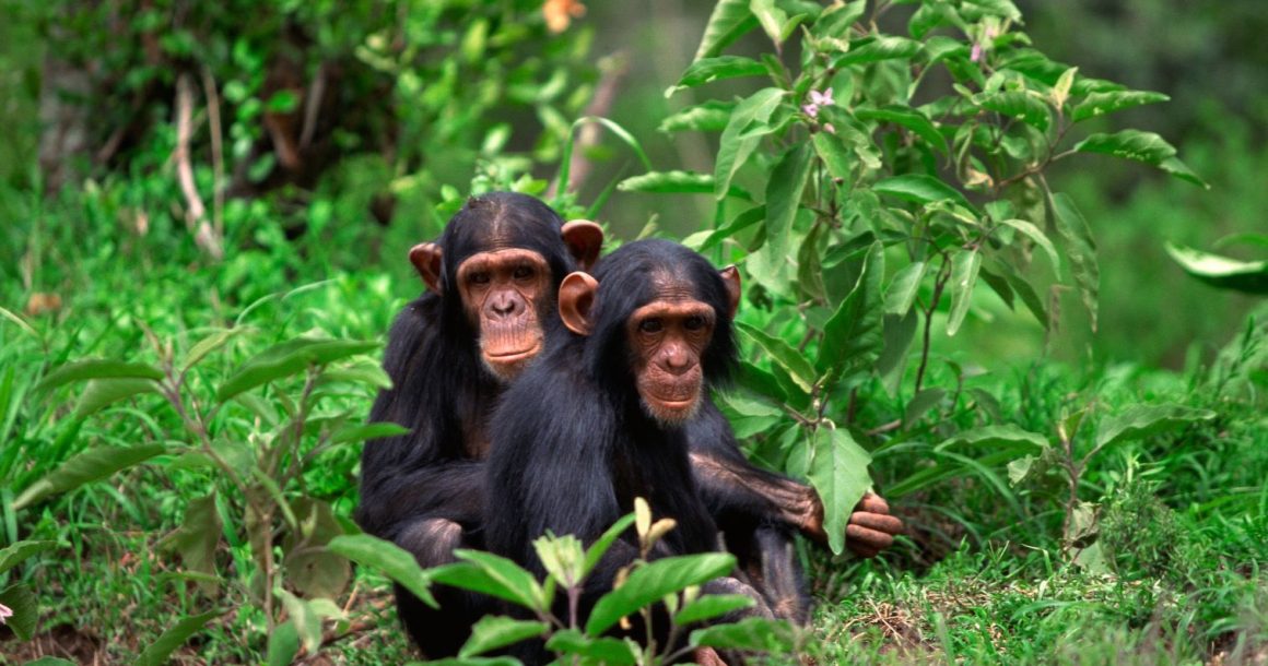 Two young chimpanzees
