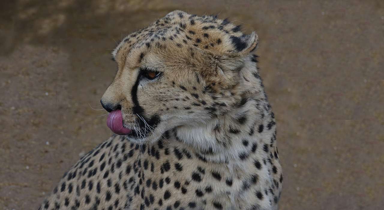 leopard (7)