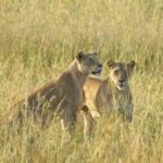 Quel budget pour un safari en Afrique faut-il prévoir Quel budget pour un safari en Afrique faut-il prévoir