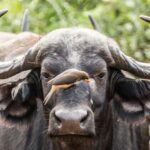 Quelles expériences culturelles