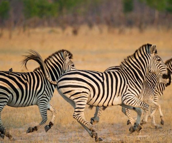 01-hwange-national-park-zimbabwe-africa-1-qqnzwcra95sstwscbh0ah9ntxk7zkei22bivqeclto