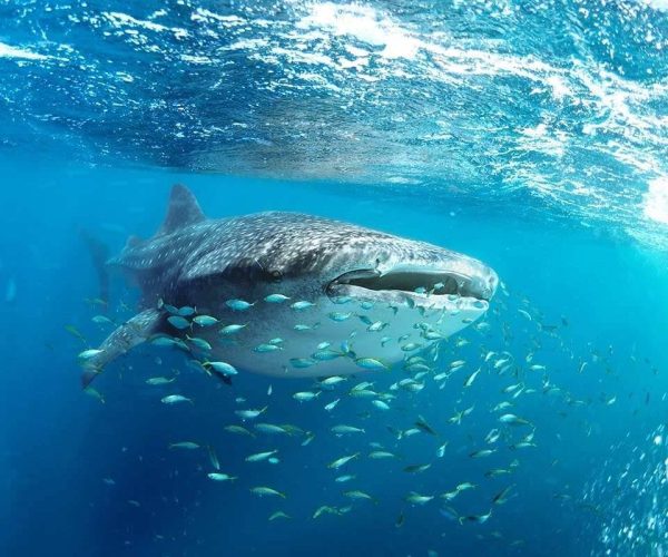 7cf48e53d43d689823a0ce7af50732d740cbc08e