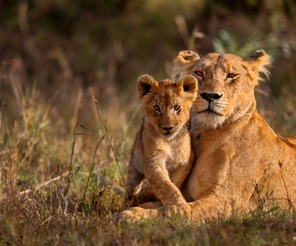 A-tender-moment-between-Lioness-and-cub