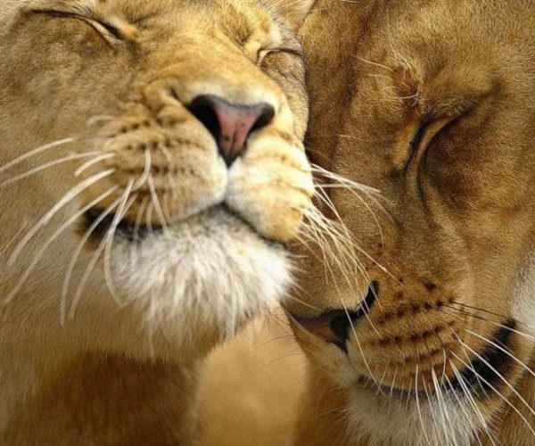 AFS-CAPE-TOWN-KRUGER-2-qqnzwquv3oc3o27v153p0o3qucahrv2149b5xjrp8c