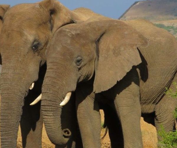 AFS-ROUTE-DES-VINS-12-1-qqnzxalh3734fvf6tvmuz14fbfl79i8e6z0d0cyflo