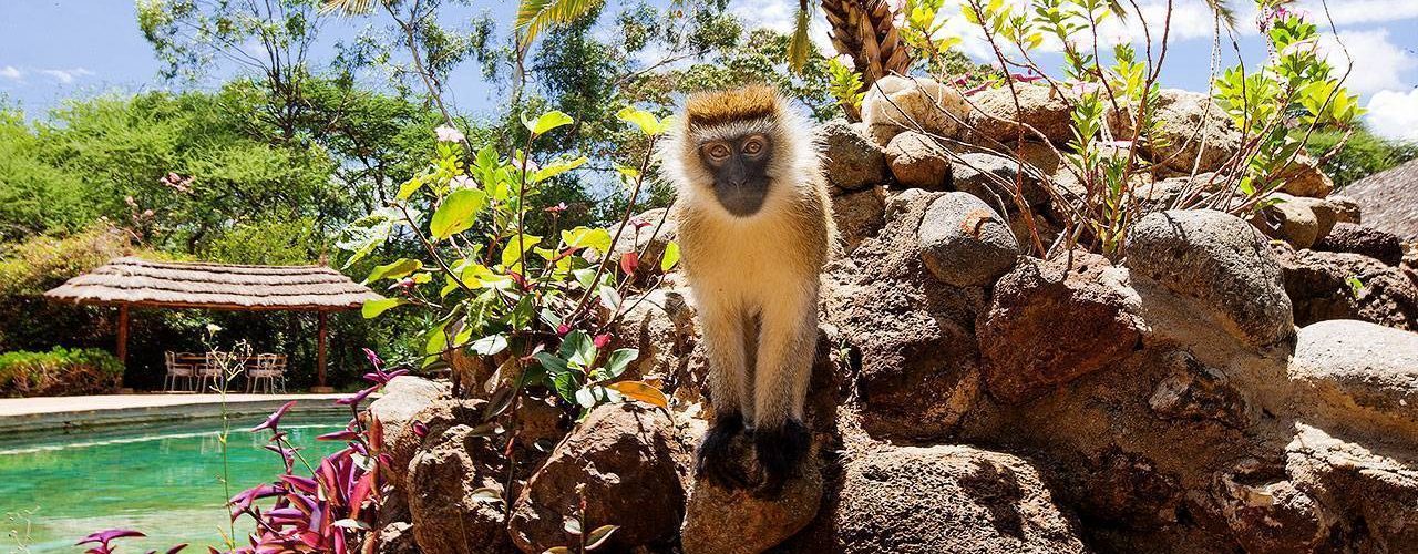 AMBOSELI SOPA LODGE (9)