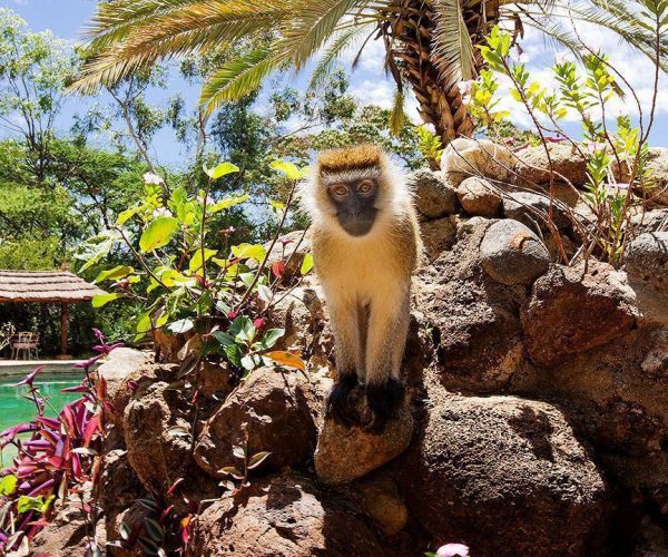 AMBOSELI-SOPA-LODGE-9