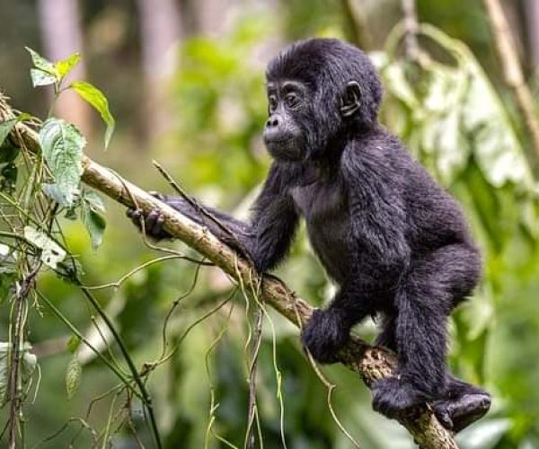 BEST OF RWANDA 10 JOURS (10)