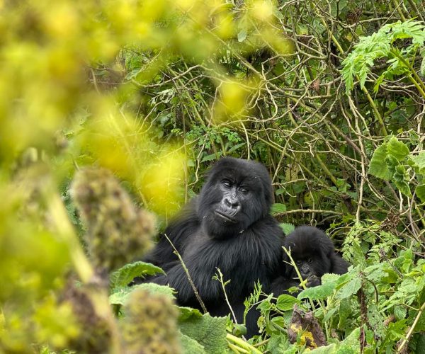 BEST OF RWANDA 10 JOURS (2)