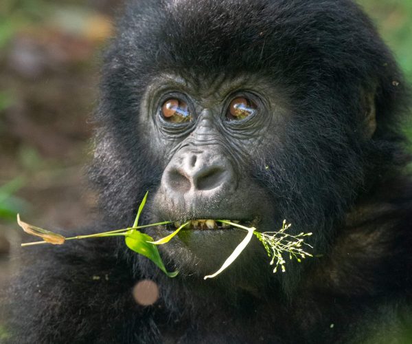 BEST OF RWANDA 10 JOURS (6)