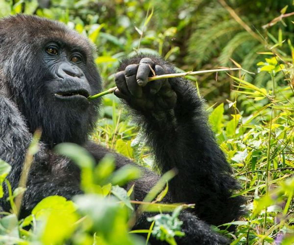 BEST OF RWANDA 7 JOURS (7)