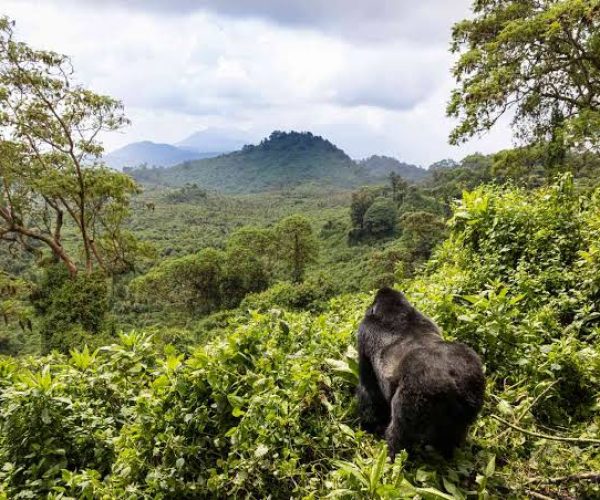BEST OF RWANDA 7 JOURS (9)