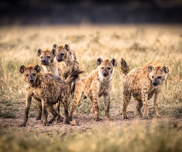Hyenas