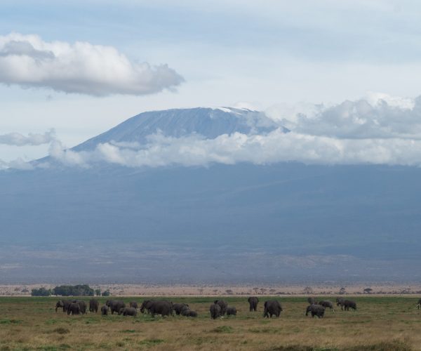 BUFFALO GIR (22)