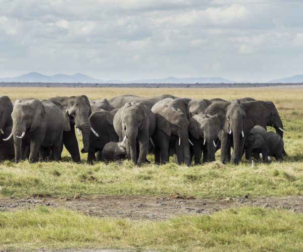 BUFFALO GIR (23)