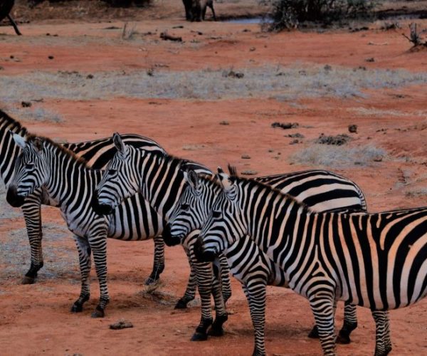 BUFFALO-SAFARI-1-scaled-qqnzqx8urmd5r0oc14hw2mzydezn3cxvzftvwuehrw