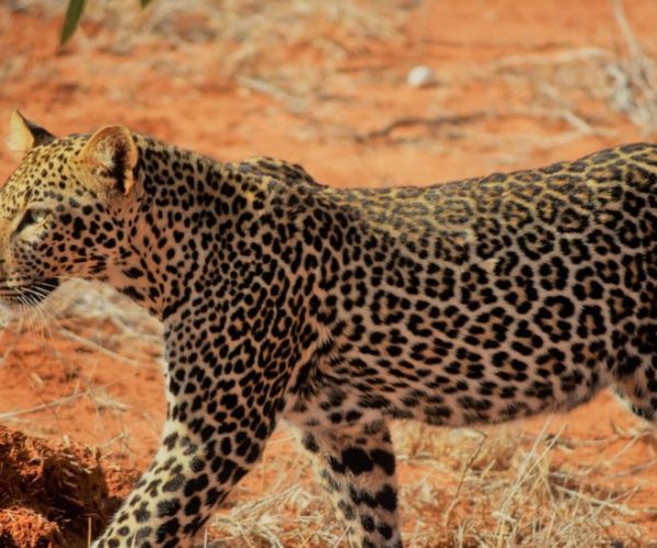 BUFFALO-SAFARI-4-scaled-r9m8h4ya68mvy4v8jzamntsieromtrx6mvksl0otj0