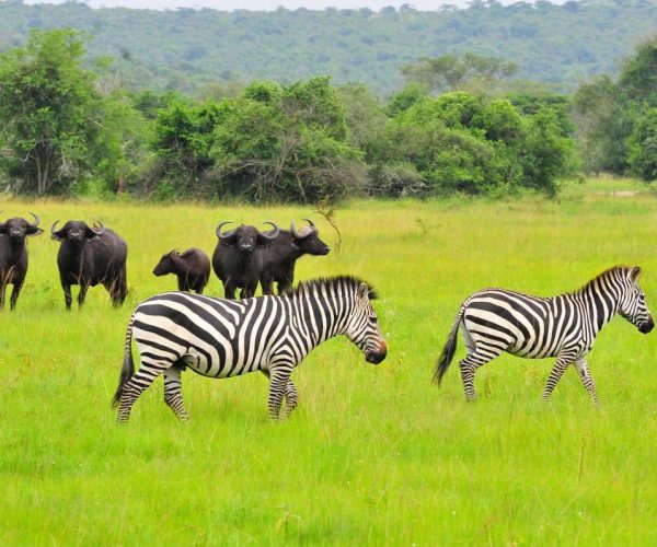Balade-a-velo-dans-le-parc-National-de-Mburo-3-1