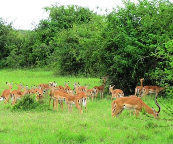 Balade-a-velo-dans-le-parc-National-de-Mburo-4-1