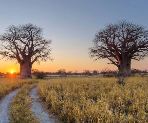 Botswana Sauvage en 4x4 Immersion Bivouac Lodges & Chutes Victoria (1)