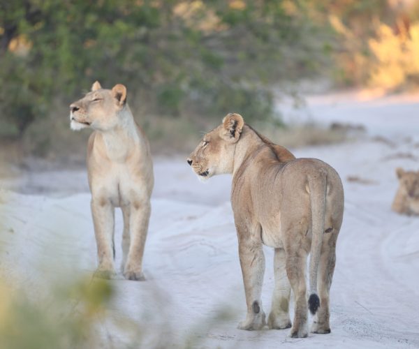 Botswana Sauvage en 4x4 Immersion Bivouac Lodges & Chutes Victoria (10)