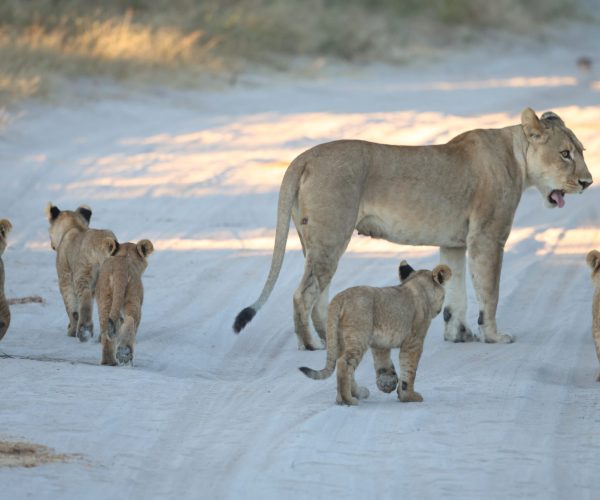 Botswana Sauvage en 4x4 Immersion Bivouac Lodges & Chutes Victoria (11)
