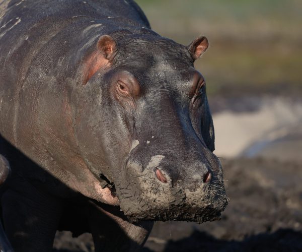 Botswana Sauvage en 4x4 Immersion Bivouac Lodges & Chutes Victoria (13)