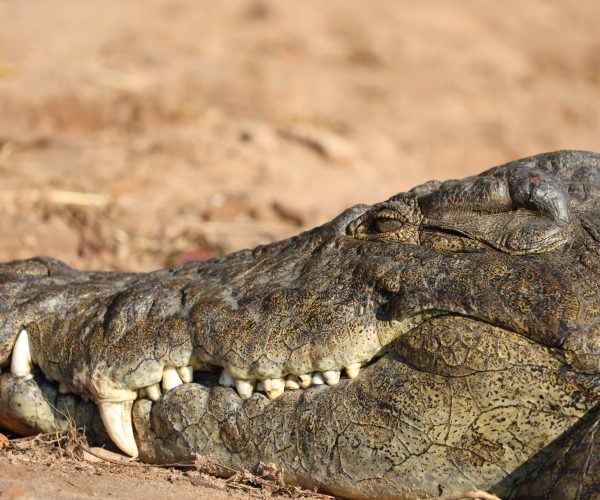 Botswana Sauvage en 4x4 Immersion Bivouac Lodges & Chutes Victoria (14)