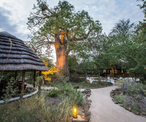 Botswana Sauvage en 4x4 Immersion Bivouac Lodges & Chutes Victoria (2)