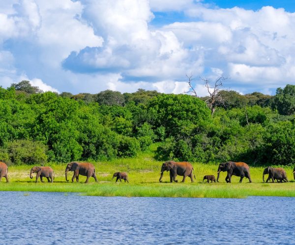 Botswana Sauvage en 4x4 Immersion Bivouac Lodges & Chutes Victoria (3)