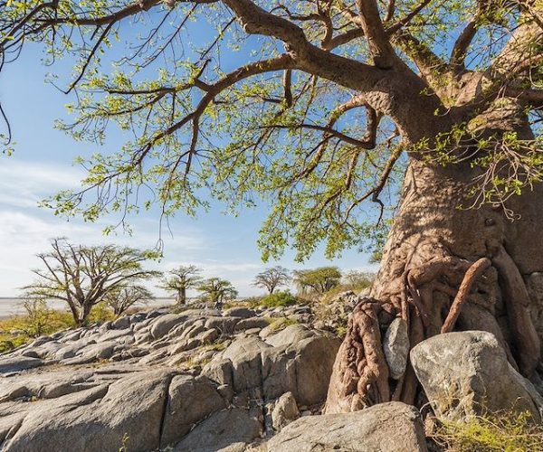 Botswana Sauvage en 4x4 Immersion Bivouac Lodges & Chutes Victoria (5)