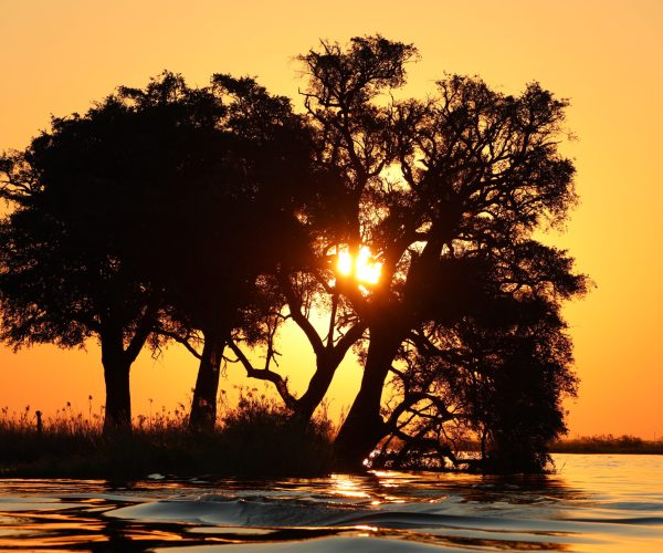Botswana Sauvage en 4x4 Immersion Bivouac Lodges & Chutes Victoria (6)