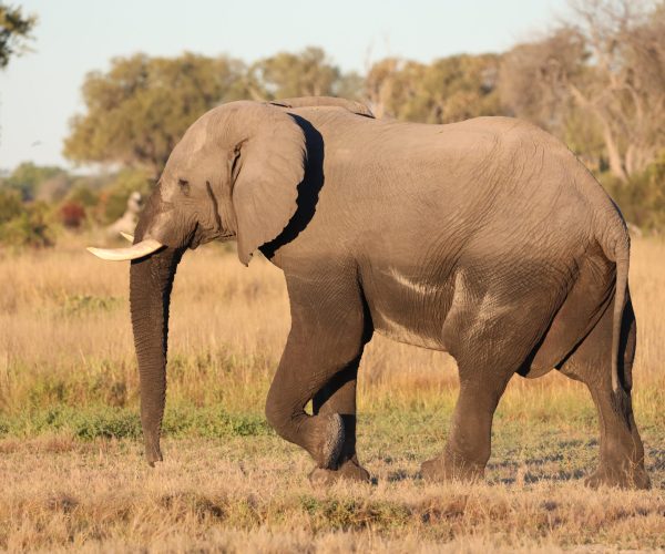 Botswana Sauvage en 4x4 Immersion Bivouac Lodges & Chutes Victoria (8)