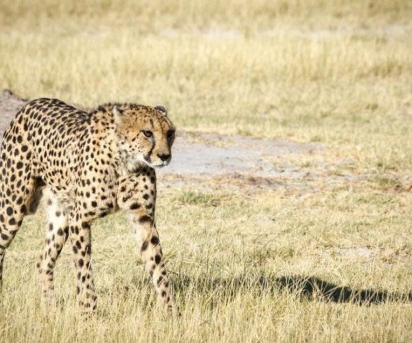 CIRCUIT-FISH-EAGLE-10-qqo0kgcbh8sghzs4le0xwoqa87frx16b1lo1osm8ak