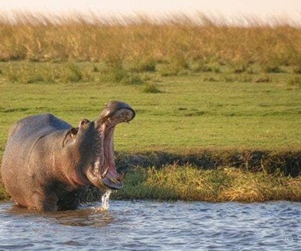 CIRCUIT-FISH-EAGLE-13-qqo0kj5u1qwbgto14x8tm60o0d1vk4hi1zmi4mi1rw