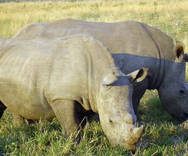 COMBINE-KENYA-OUGANDA-19-qqnzyzozffereiyfx41lz3pdxh825tyy3dex7cfud8