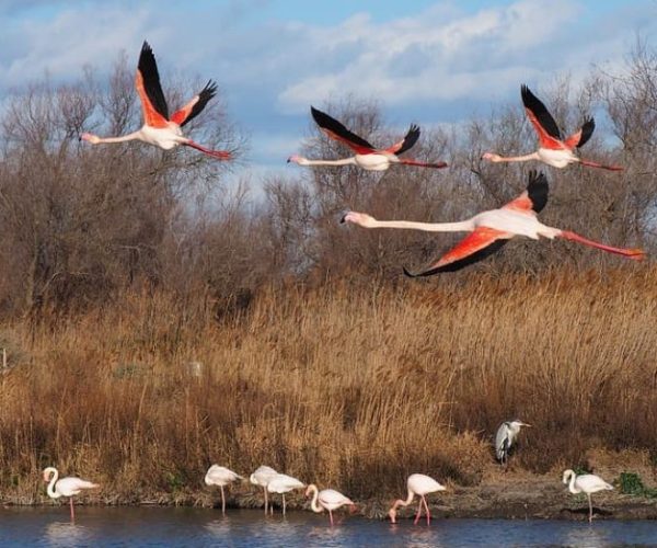 COMBINE-KENYA-OUGANDA-5-qqnzywvguxawfp2jdktq9mf05blyiqnr2zggrik0vw