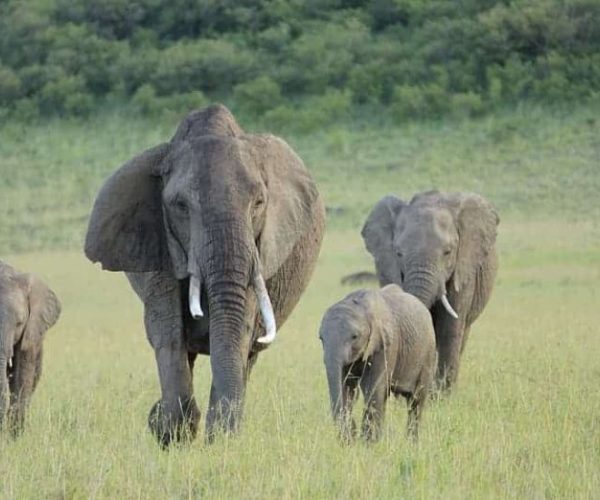 COMBINE-KENYA-OUGANDA-6-qqnzyxtb1rc6rb16838cu46gqphbqfrhf43y8simpo