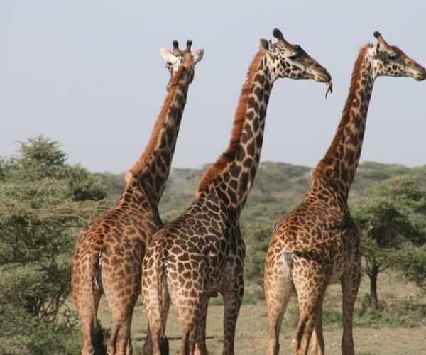 COMBINE-KENYA-OUGANDA-9-qqnzyxtb1rc6rb16838cu46gqphbqfrhf43y8simpo