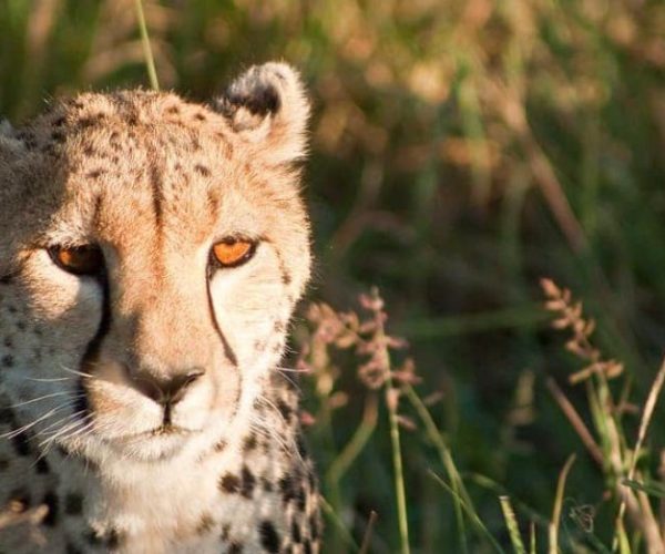 COMBINE-KENYA-RWANDA-12-qqnzz5c0kfmhc6q906hde2a5hsg9g0lc45bu307hbw