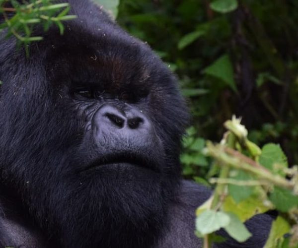 COMBINE-KENYA-RWANDA-6-qqnzz2ihzximdcucgn9hokzrpmu5sxa53rddn6bnuk