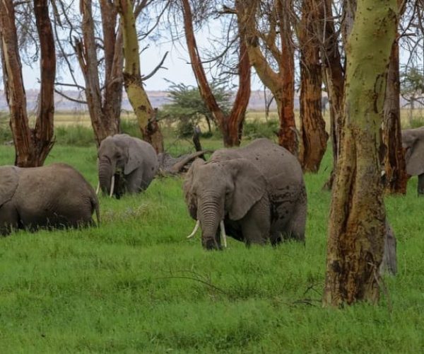 COMBINE-KENYA-RWANDA-8-qqnzz3gc6rjwoyszb5o492r8b0pj0mdvfw0v4ga9oc