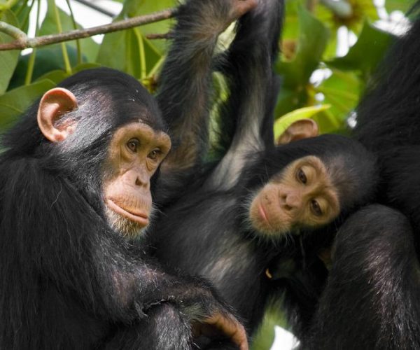 COMBINE-OUGANDA-RWANDA-4-qqnzza17ilswy8jf8qii8j3ggpt3ii3zssl9he0igs