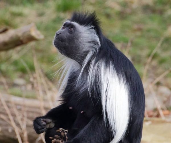 COMBINE-OUGANDA-RWANDA-5-qqnzzaz1pfu79ui238x4t0ux23ogq77q4x8qynz4ak