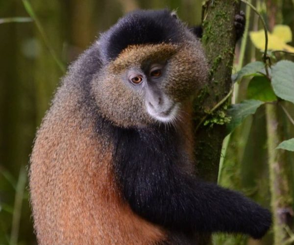 COMBINE-OUGANDA-RWANDA-6-qqnzzbwvw9vhlggoxrbrdimdnhjtxwbgh1w8fxxq4c