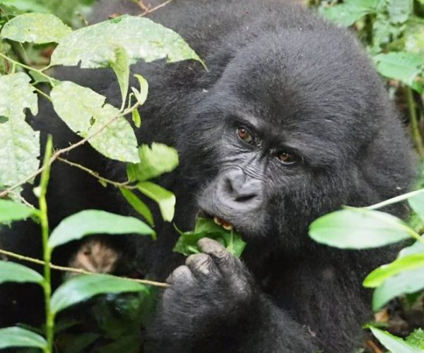 COMBINE-OUGANDA-RWANDA-8-qqnzzdsk9xy28odyms50ii5au9akdaix5b77ehuxrw