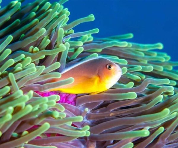 CROISIERE-PLONGEES-AU-MOZAMBIQUE-A-BORD-DUN-LUXUEUX-CATAMARAN-8-qqo0bhxod2j3vqsfw0nwng36h1kvkumdh9wi2vw9ks