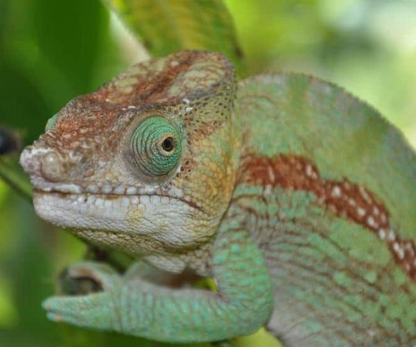 Chameleon1-qqo0be6blqdylaxwhz1edh1c3i3eq27g4rak5s1u9o