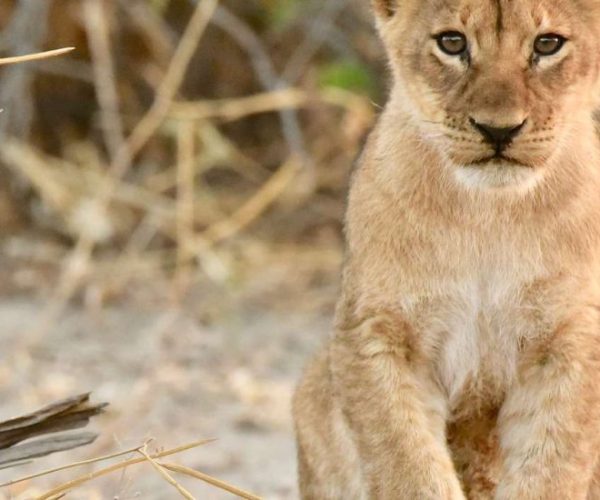 DE-LA-NAMIBIE-AUX-CHUTES-VICTORIA-13-qqnzzrw54ghd2tthcg8f1wl7r1d2kr2w78zhlna16k